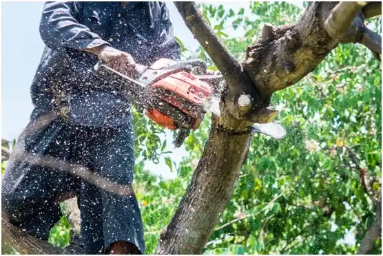 tree services Evansville